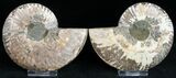 Polished Ammonite Pair With Crystal Pockets #11792-1